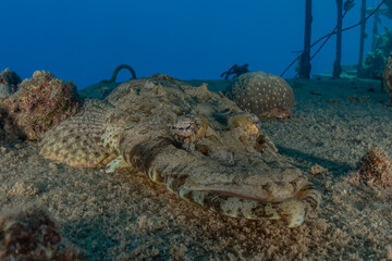 Fish swim in the Red Sea, colorful fish, Eilat Israel
