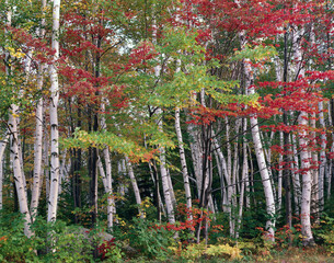 Fototapety  forest, birch, maple, autumn leaves, 