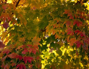 sugar maple, acer saccharum, autumn colour, detail, 