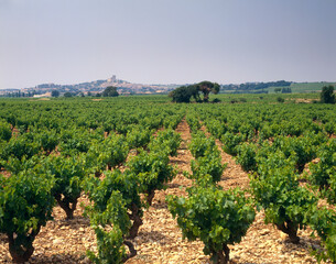 Fototapeta na wymiar france, rhone valley, chateauneuf du pape, vineyard, 