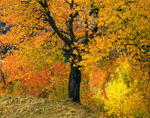 cherry tree, autumn, 