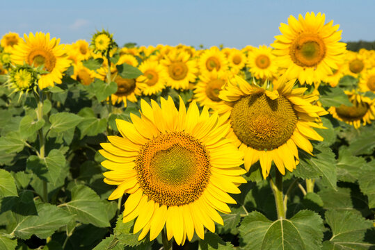 Summer background. Sunflowers in the field