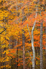 Fall leaves on Trees