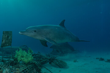 Obraz premium Dolphin swimming in the Red Sea, Eilat Israel 