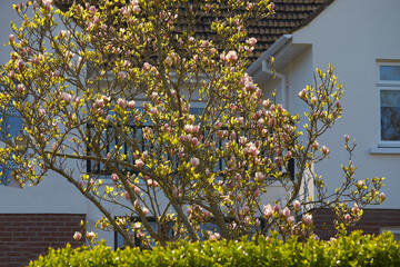 Pink magnolia tree in spring garden with sunlight between twigs. Bright ornamental flowering plant....