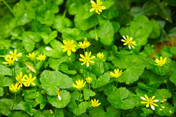 Lesser Celandine, Pilewort or fig buttercup (Ranunculus ficaria, Ficaria verna) in the forest