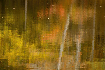 Autumn leaves reflected in water with ripples for an abstraction.