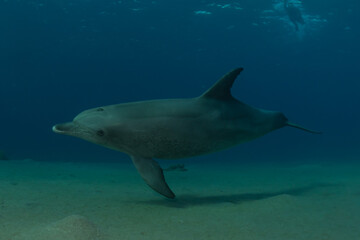 Obraz na płótnie Canvas Dolphin swimming in the Red Sea, Eilat Israel 