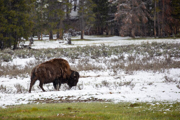 Bison (Bison bison) eating grass in Yellowstone National Park in May