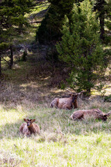 Male elk bedded down in Yellowstone National Park, Wyoming in springtime
