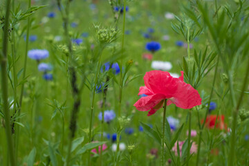 Colourful wild flowers, including cornflowers and poppies, on a roadside verge in Ickenham, West London UK. The Borough of Hillingdon has been planting wild flowers next to roads to support wildlife.
