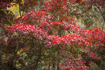 Fall leaves on Trees