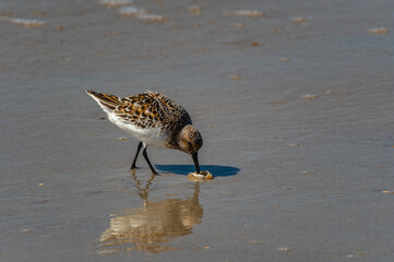 Sanderling Picking at Food on Beach
