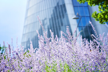 Lavender in front of Generali Tower or Hadid Tower in CityLife area, skyscraper completed in 2017...