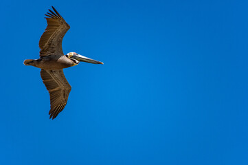 Flying Pelican