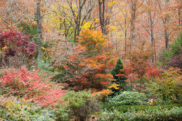 Fall leaves on Trees