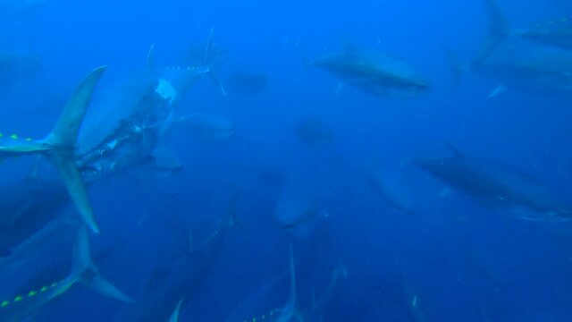 Chasing tuna in atlantic ocean