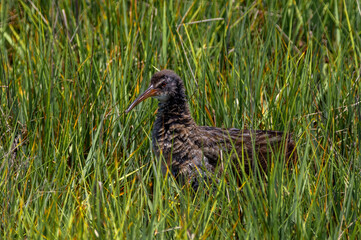 Clapper rail in Marsh Portrait