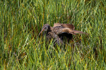 Clapper Rail in Marsh with Wings Out