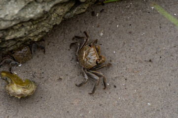 Crab in Sand by Rocks from Above