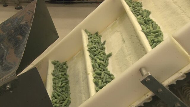 Production line with frozen green beans. The bad vegetables are sorted out by a laser on the production line. The line then goes to packaging.  Production of green beans in food processing factory.


