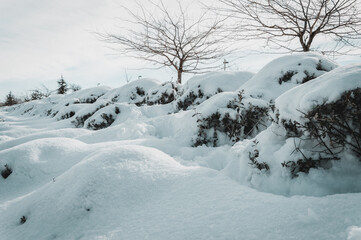 snowy bush seen closed-up on a park