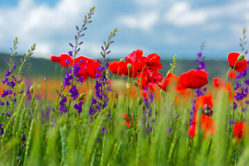 Fototapeta premium field with red poppies and purple flowers