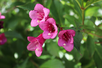 Closeup of the pink flower blossoms on a weigela