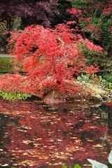 Autumn Leaves Reflected in water