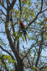 a red macaw perched