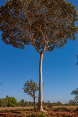 a solitary leafy tree