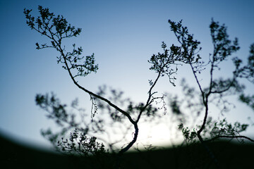 silhouette of a tree in the sunset