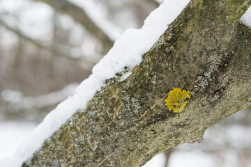 Yellow mushroom growing on a tree branch with snow on top.