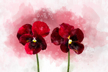 Close-up of dark red pansy flowers in watercolor. Botanical illustration for greeting card.