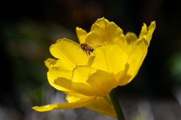 A vibrant yellow flower with papery style petals. The sun is shining through the thin petals. The background is dark in color. There's a honey bee flying at the edge of the yellow rose type bloom. 