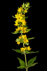 Inflorescence of yellow loosestrife flowers, lat. Lysimachia, isolated on black background
