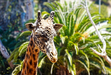 Close up head shot of isolated giraffe with copy space