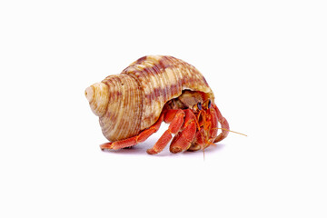 Hermit crabs isolated on white background. Hermit crabs are decapod crustaceans of the superfamily Paguroidea