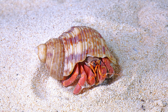 Hermit crabs on sea beach, Selective focus with copy space. Hermit crabs are decapod crustaceans of the superfamily Paguroidea