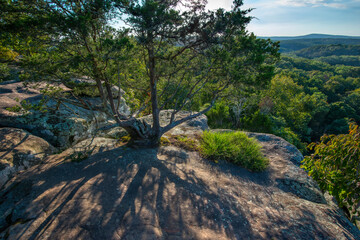 Fototapeta na wymiar tree on a mountain rock