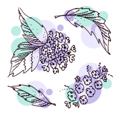 Set of violet floral elements in the style of line art wedding theme on a white background. Doodle and scribble. Bird cherry two purple Flowers and three green leafs
