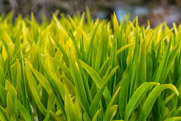 A closeup of a garden of tall green with yellow color tips on blades of grass. The lush reeds have the tips bent over. The thick leaves are in a swamp of wet ground. The vines are long or tall blades.
