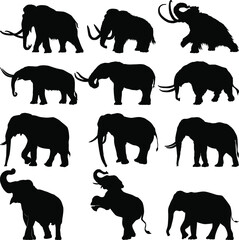 Fototapeta premium A collection of various elephant silhouettes in various poses