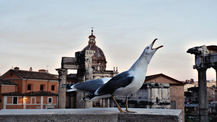 A large seagull with a yellow beak froze on the ruins of the Roman Forum and looks into the distance. There is an ancient inscription on the stone ruins. Background blurred