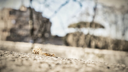 defocused view of castle