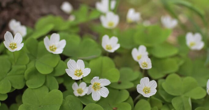 Meadow blooming sorrel (Oxalis acetosella) white flowers sway in the wind in the spring forest. White oxalis grows near the roots of the tree. Wood anemone in spring, close up
