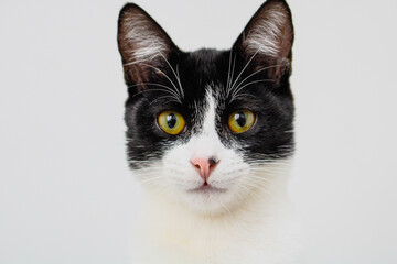 Obraz premium Black and White cat laying isolated on a white background