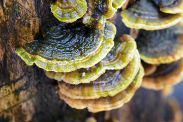 Inedible mushrooms growing on a trunk.