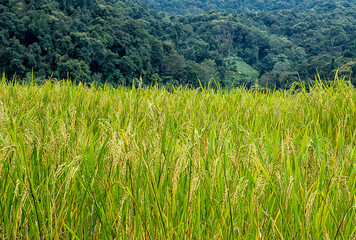 close up rice in the field nature background  