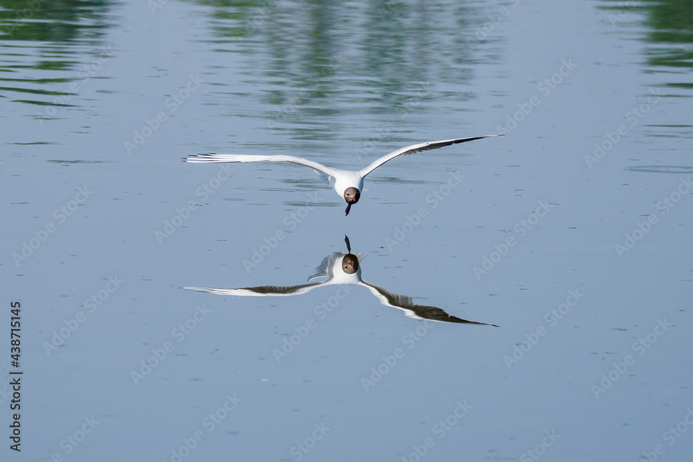 Sticker chroicocephalus ridibundus - a seagull flying low above the water.